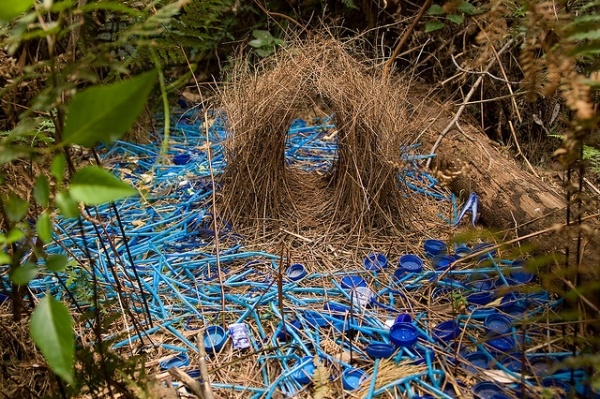 Bower Bird - "Any Ladies Out There Like Blue Shit?" - Installation - Twigs / Found objects